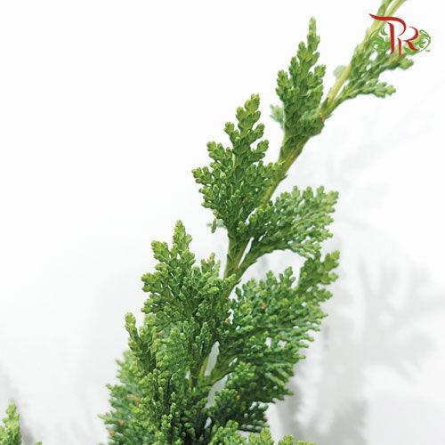Chamaecyparis Leaf - 1 (Per Bunch) - Pudu Ria Florist