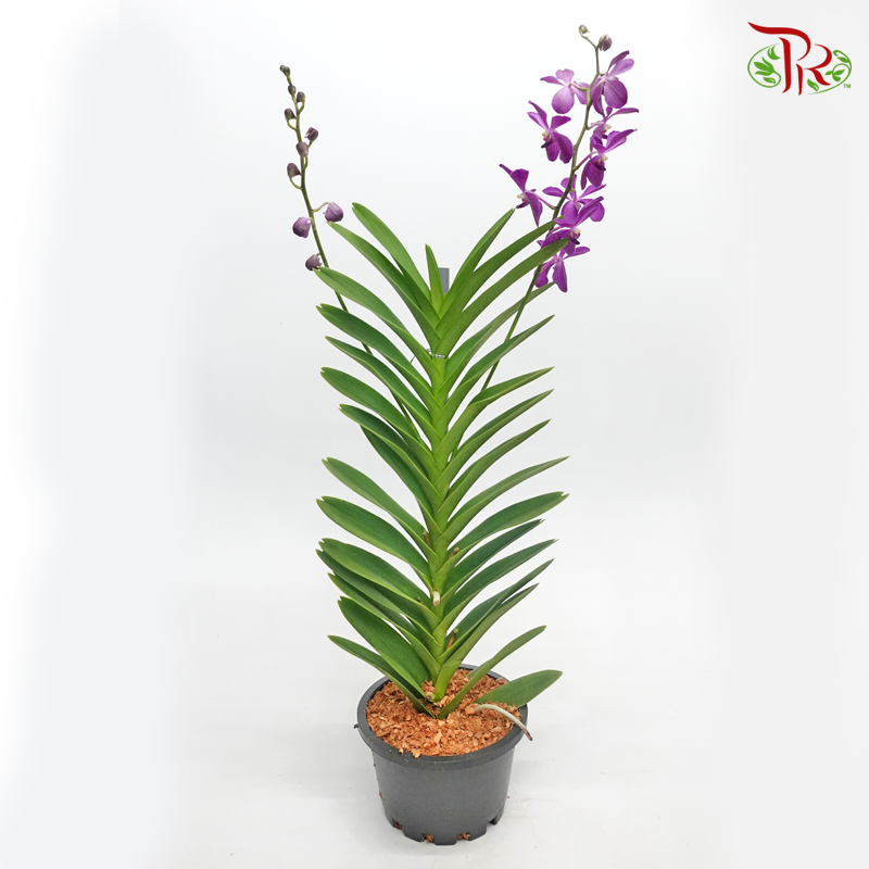 Mokara Orchids《微笑蘭花》