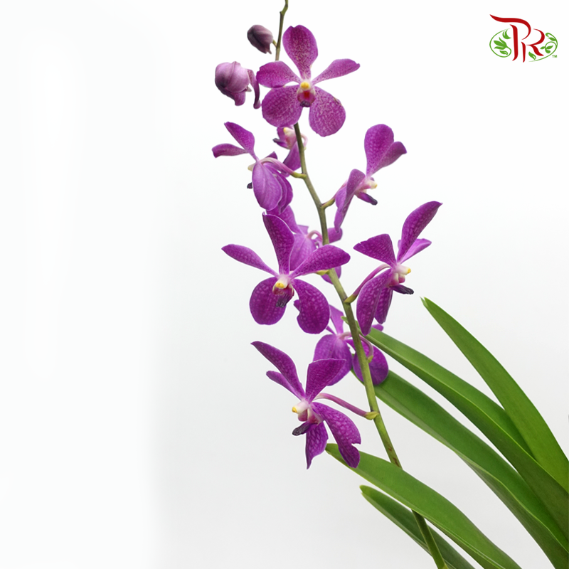 Mokara Orchids《微笑蘭花》