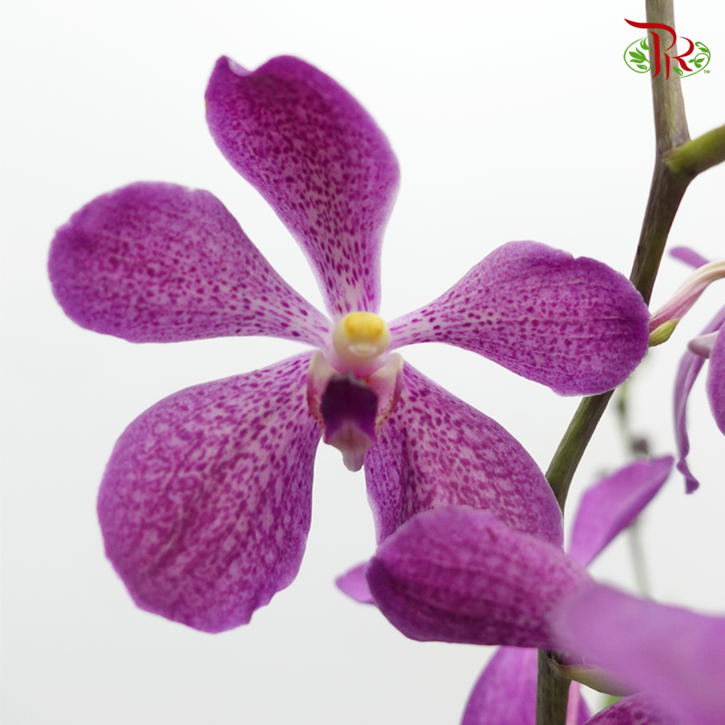 Mokara Orchids《微笑蘭花》
