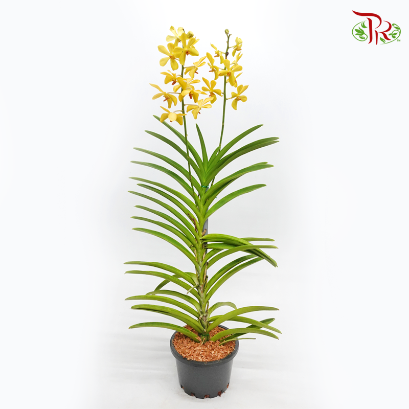 Mokara Orchids《微笑蘭花》