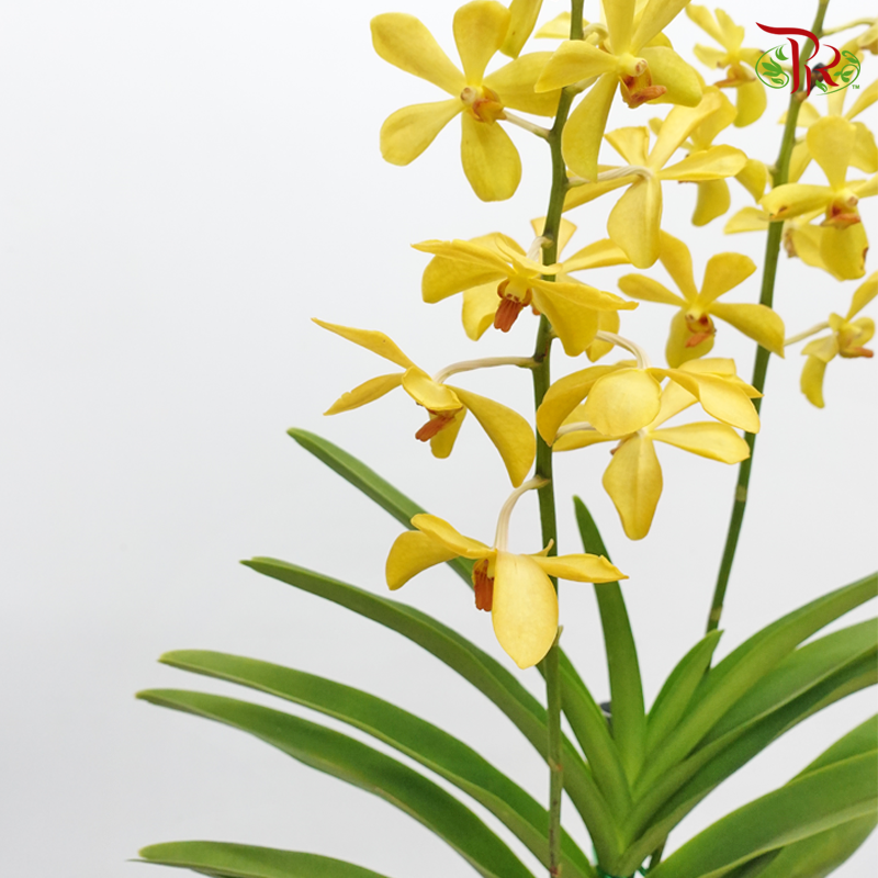 Mokara Orchids《微笑蘭花》