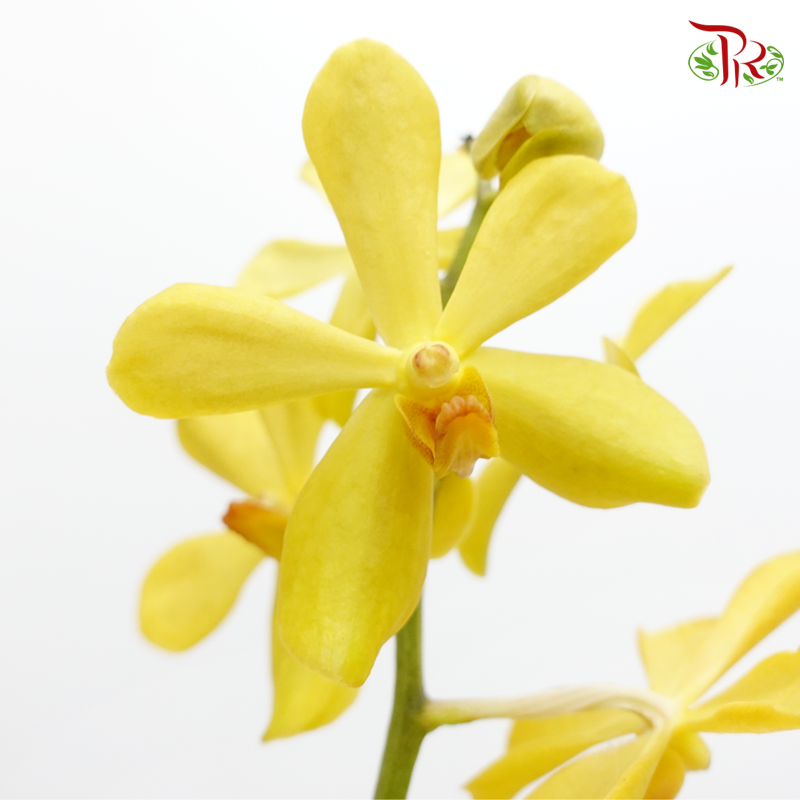Mokara Orchids《微笑蘭花》