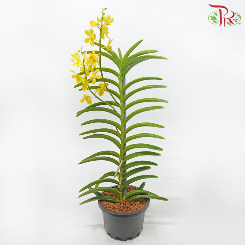 Mokara Orchids《微笑蘭花》