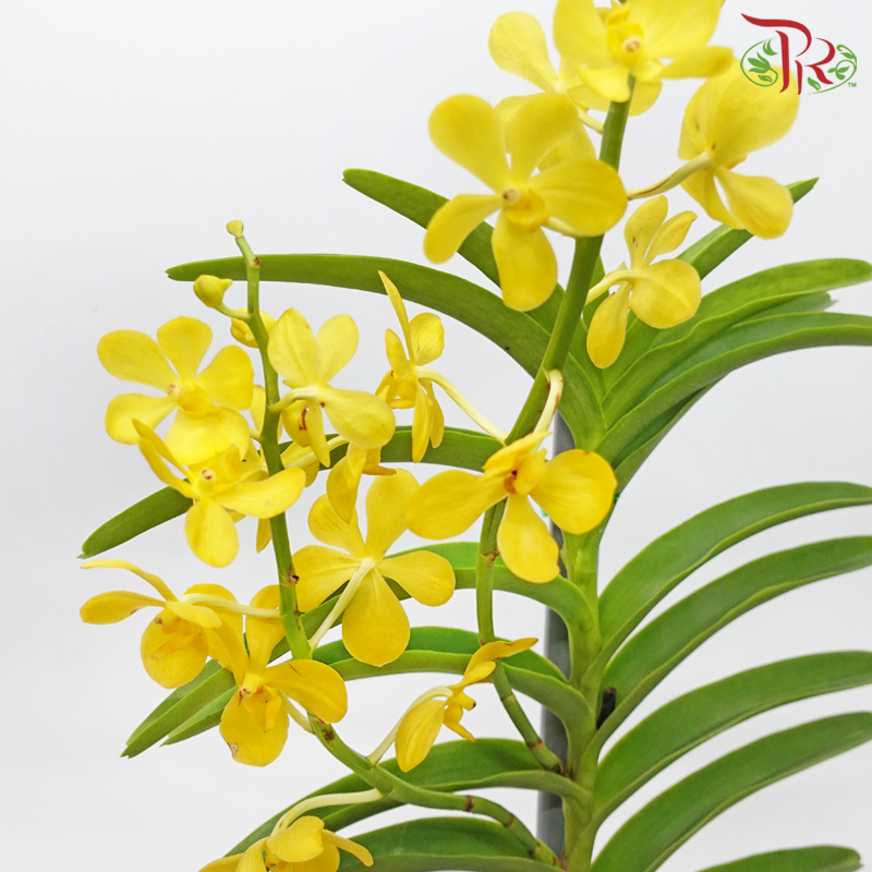 Mokara Orchids《微笑蘭花》- Cp Gold-Cp Gold-Pudu Ria Florist-prflorist.com.my