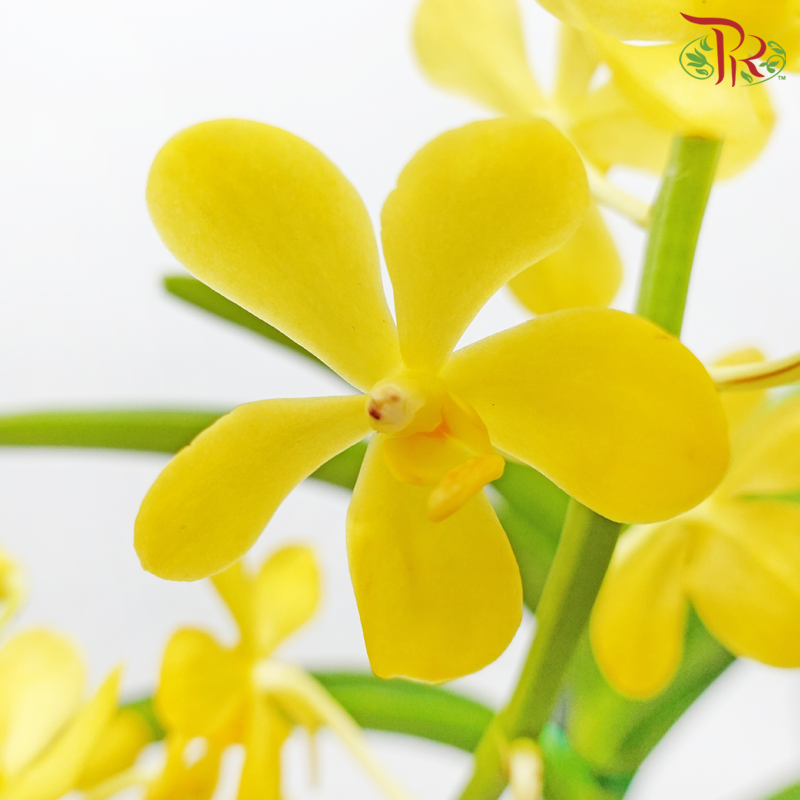 Mokara Orchids《微笑蘭花》- Cp Gold-Cp Gold-Pudu Ria Florist-prflorist.com.my