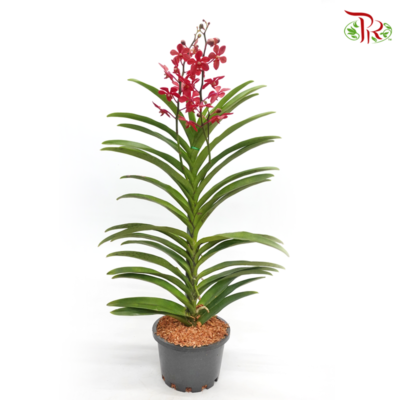 Mokara Orchids《微笑蘭花》
