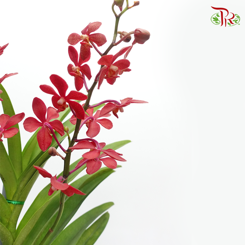 Mokara Orchids《微笑蘭花》