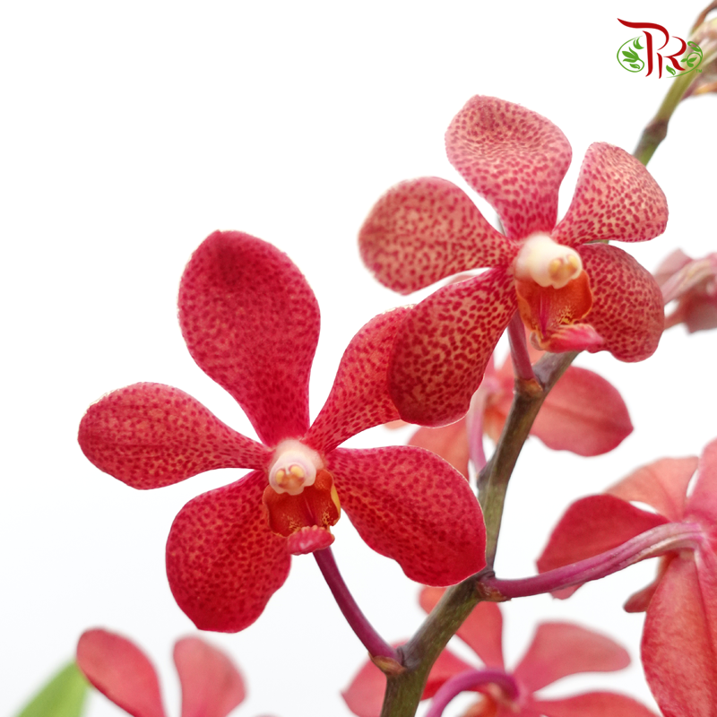 Mokara Orchids《微笑蘭花》