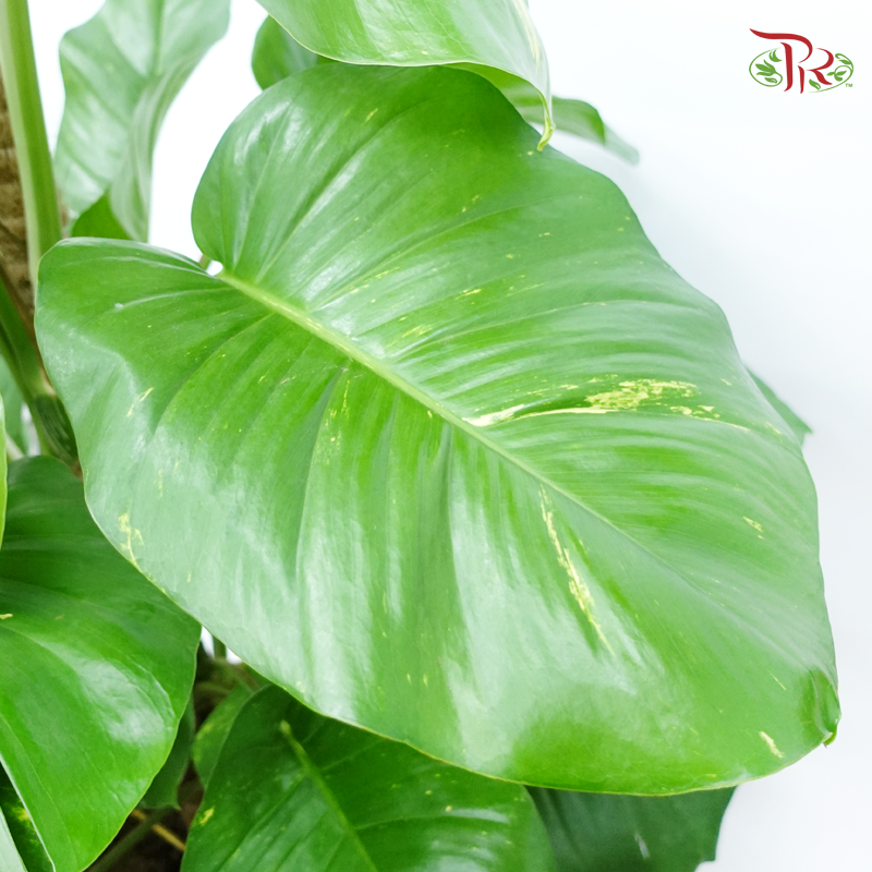 Money Plant 5OH《万年青》-Pudu Ria Florist-prflorist.com.my