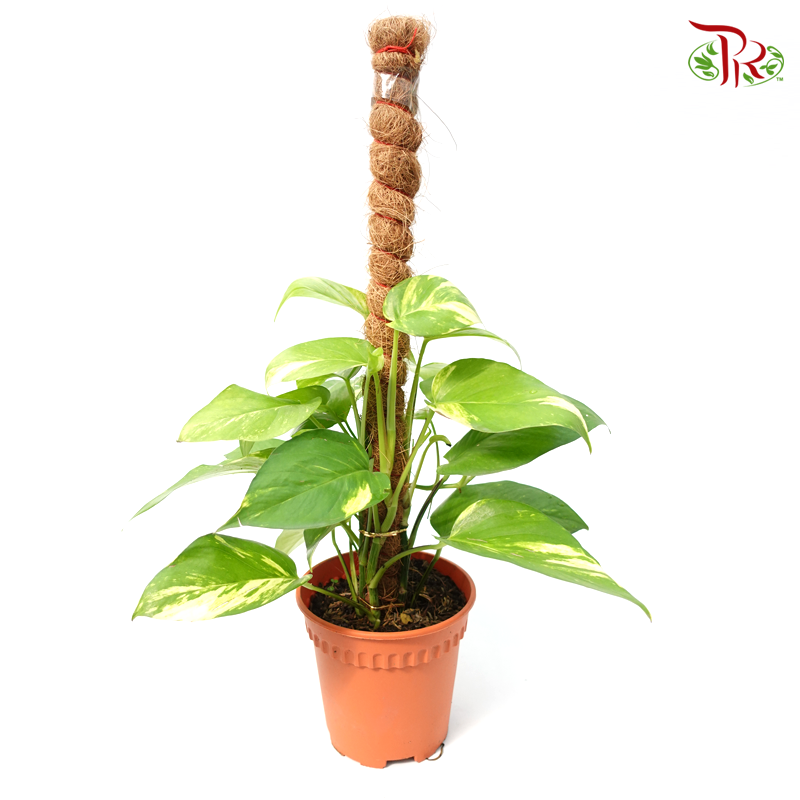 Money plant - Epipremnum Aureum 2ft 《万年青》-Pudu Ria Florist-prflorist.com.my