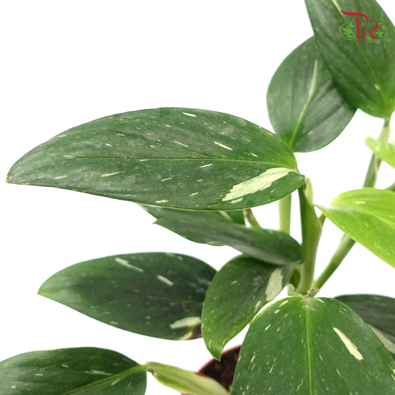 Monstera Standleyana - Pudu Ria Florist