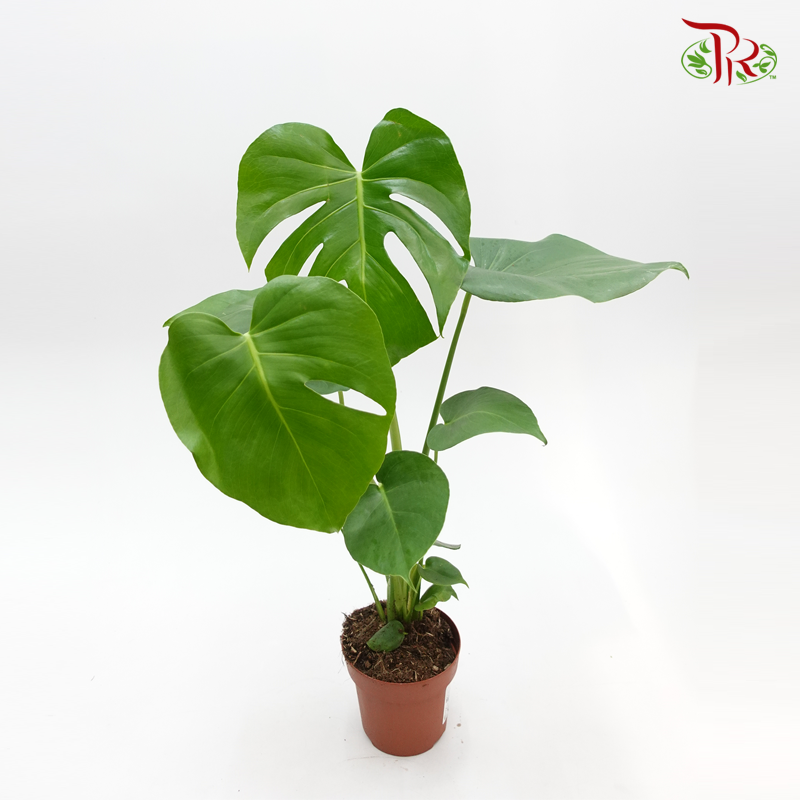 Monstera Deliciosa P140  《龟背竹》