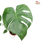 Monstera Deliciosa《龟背竹》- (S / L / XXL)-Pudu Ria Florist-prflorist.com.my