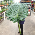 Monstera FG (XXL) - 5 Stems-Malaysia-prflorist.com.my