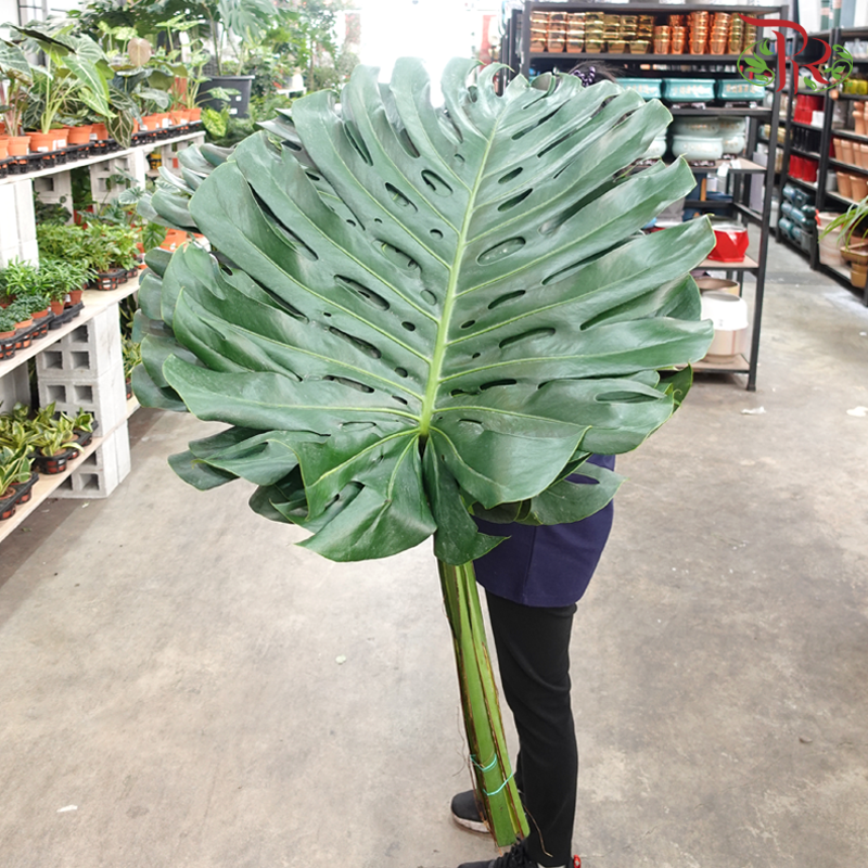 Monstera FG (XXL) - 5 Stems-Malaysia-prflorist.com.my