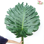 Monstera FG (XXL) - 5 Stems-Malaysia-prflorist.com.my