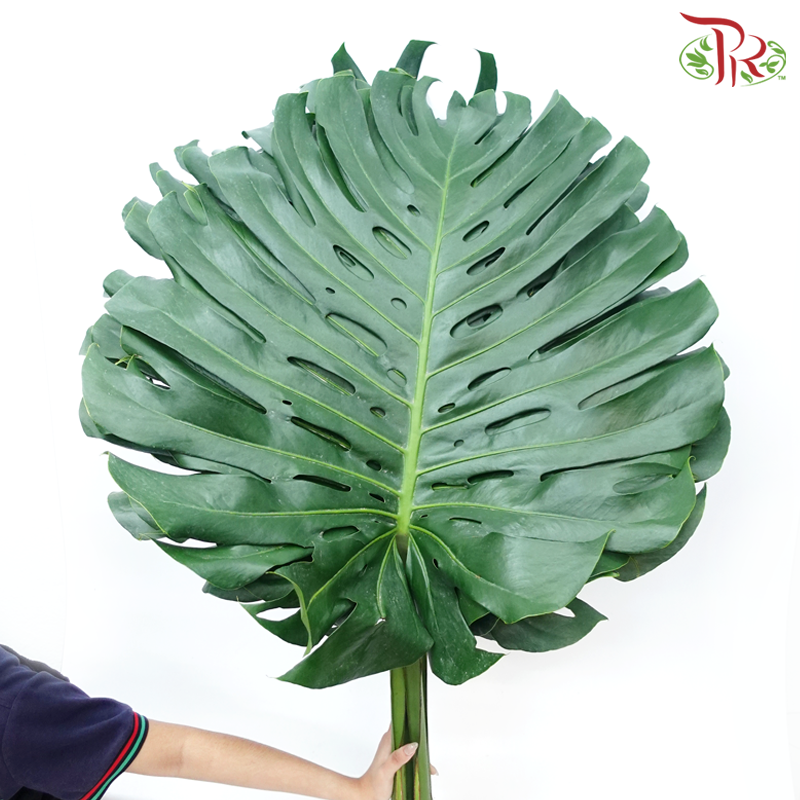 Monstera FG (XXL) - 5 Stems-Malaysia-prflorist.com.my