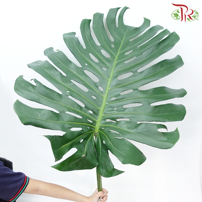 Monstera FG (XXL) - 5 Stems-Malaysia-prflorist.com.my