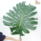 Monstera FG (XXL) - 5 Stems-Malaysia-prflorist.com.my