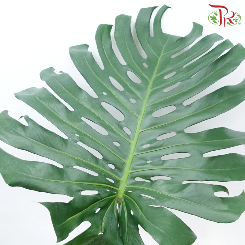Monstera FG (XXL) - 5 Stems-Malaysia-prflorist.com.my