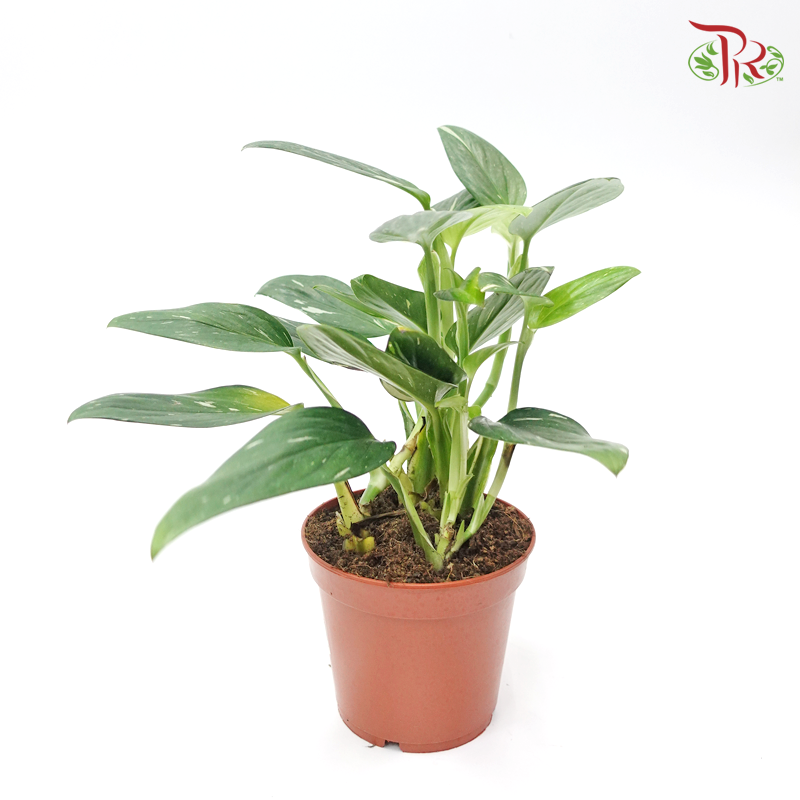 Monstera Standleyana - Pudu Ria Florist