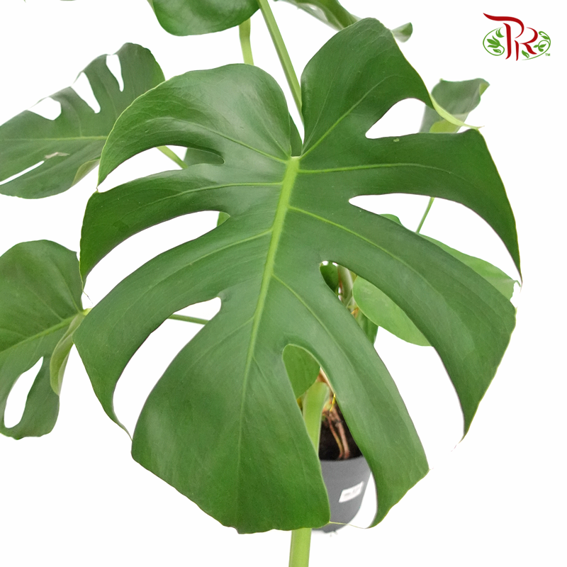 Monstera Deliciosa   《龟背竹》 - Pudu Ria Florist