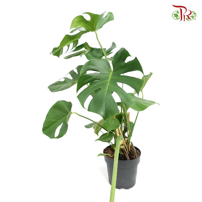 Monstera Deliciosa   《龟背竹》 - Pudu Ria Florist