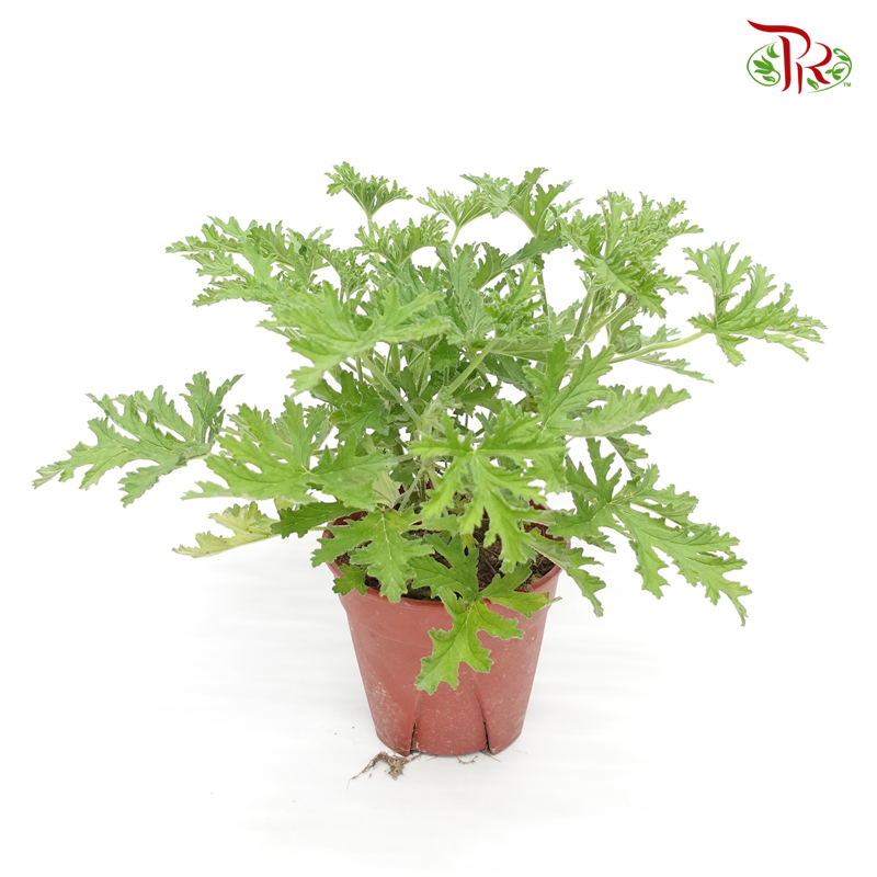 Mosquito Plant (Pelargonium Citrosum) P150《驱蚊香草》