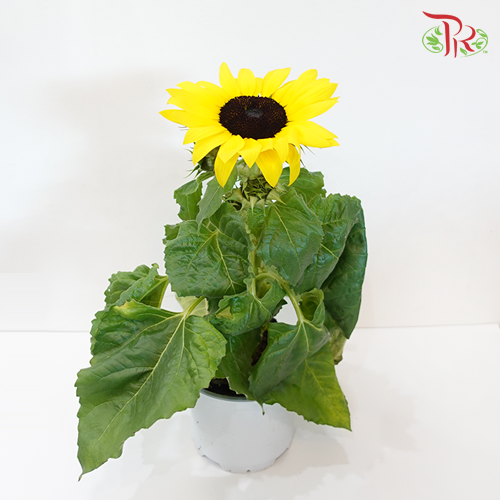 Sunflower《向日葵》 - Pudu Ria Florist