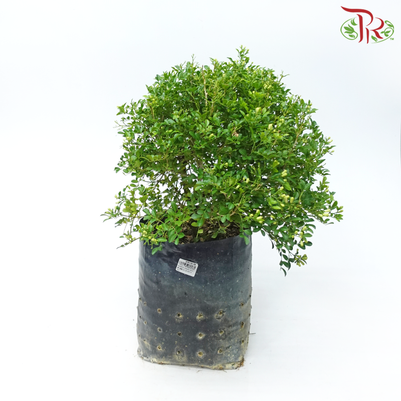Murraya Dwarf (14x14)《矮九里香》- In Polybag