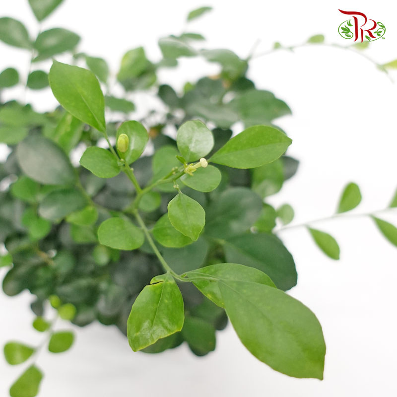 Murraya Exotica《九里香》
