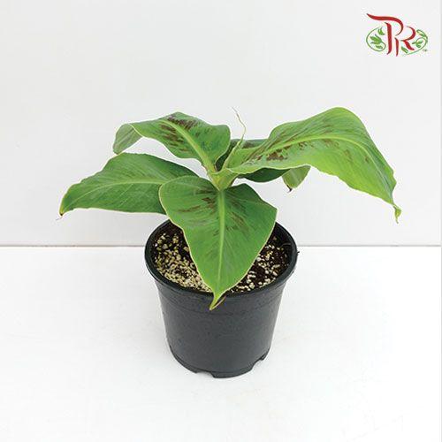 Musa Acuminata Dwarf Cavendish-Pudu Ria Florist-prflorist.com.my