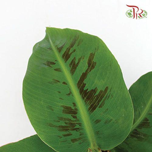 Musa Acuminata Dwarf Cavendish-Pudu Ria Florist-prflorist.com.my