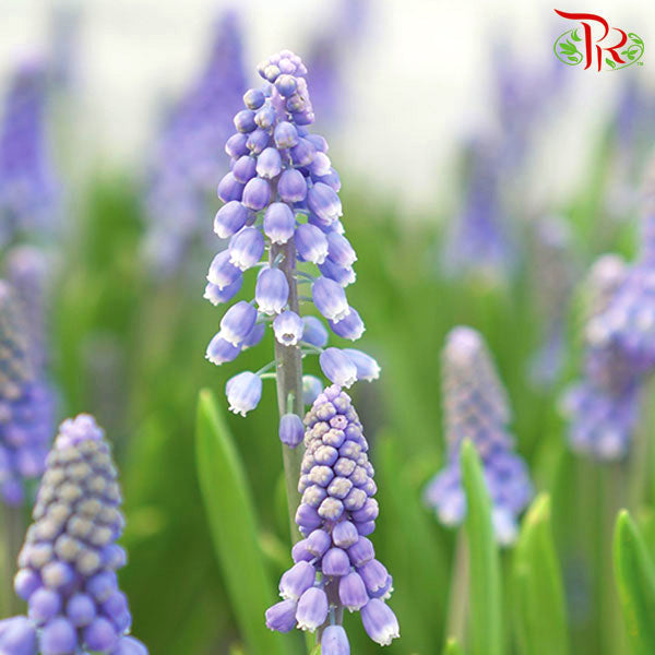 Muscari 《篮精灵》