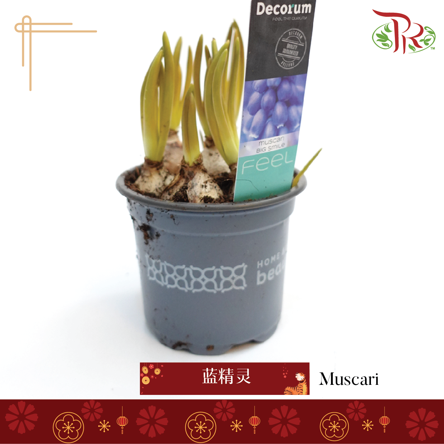 Muscari 《篮精灵》