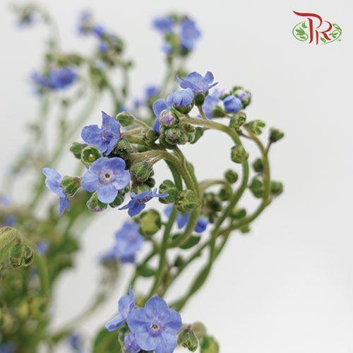 Myosotis - (Per Bunch)-Blue-China-prflorist.com.my