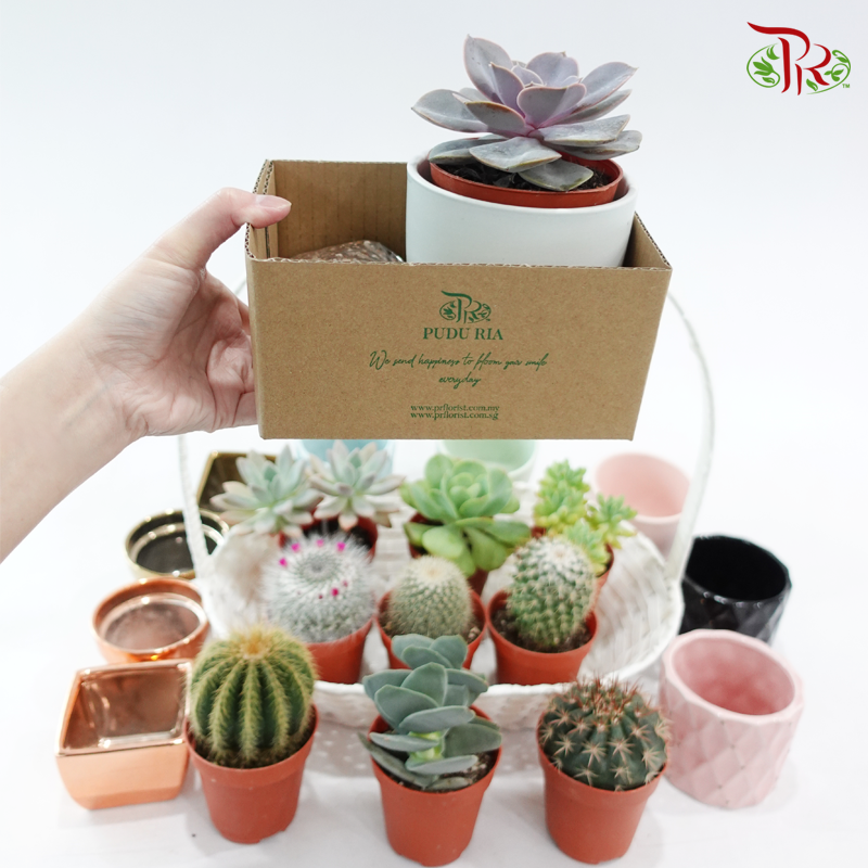 Mystery Plant Box (Small p85)