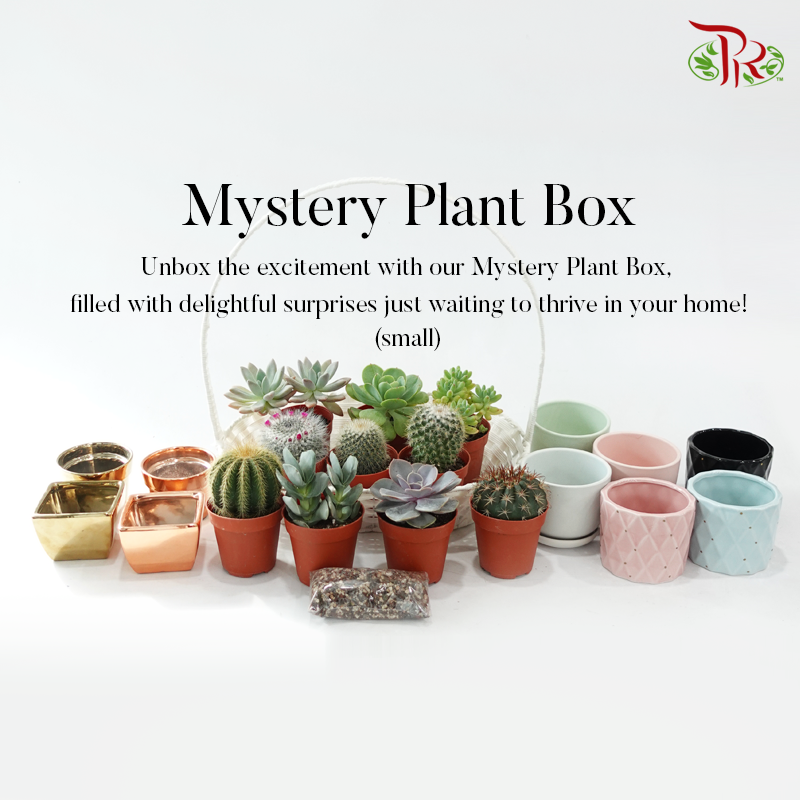 Mystery Plant Box (Small p85)