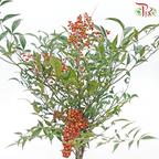 Nandina Domestica Berry - (Per Bunch)-China-prflorist.com.my