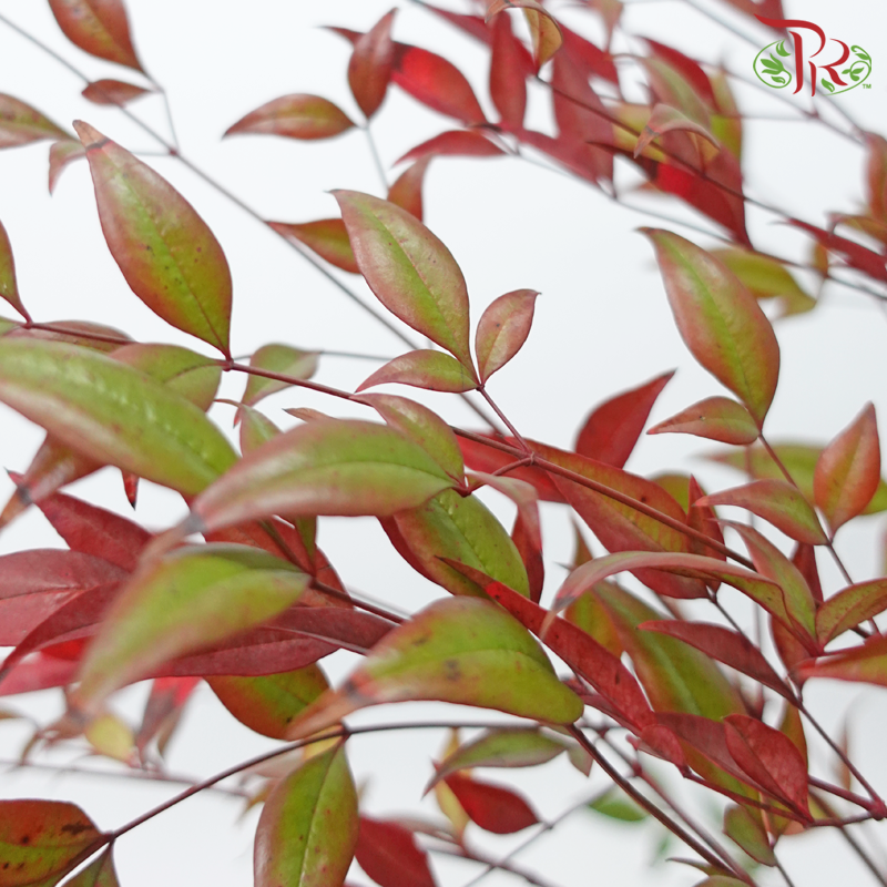 Nandina Domestica