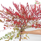 Nandina Domestica