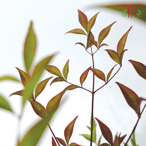 Nandina Domestica