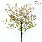 Nandina Domestica
