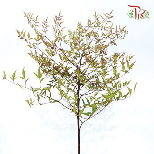 Nandina Domestica