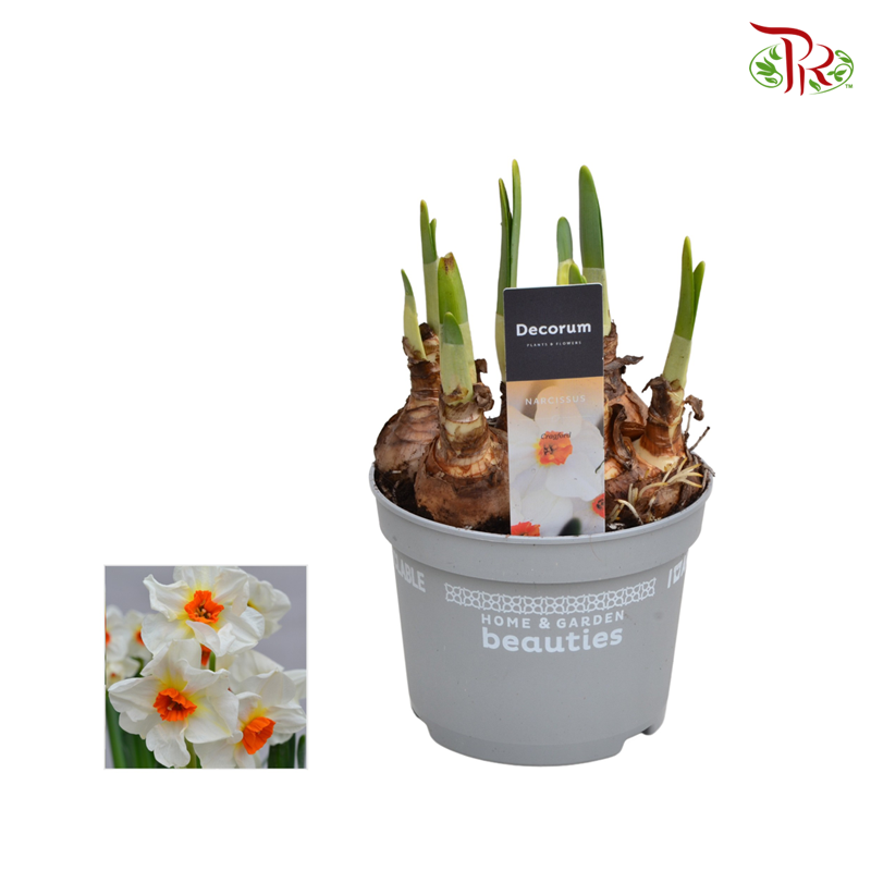 Narcissus 《水仙》