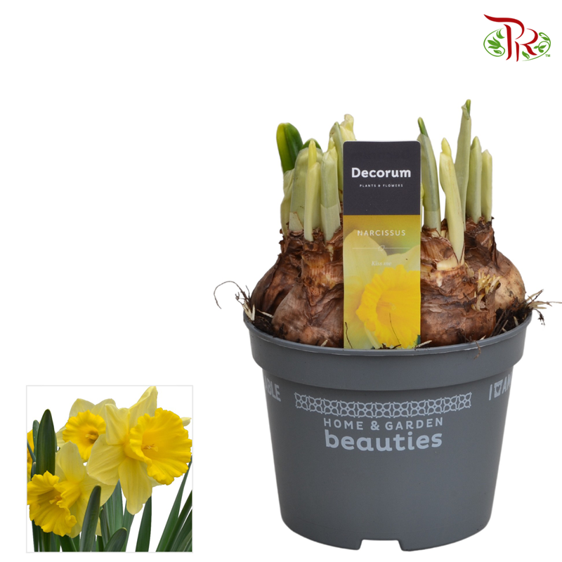 Narcissus 《水仙》13cm Pot Diameter-Gold Medal-Pudu Ria Florist-prflorist.com.my