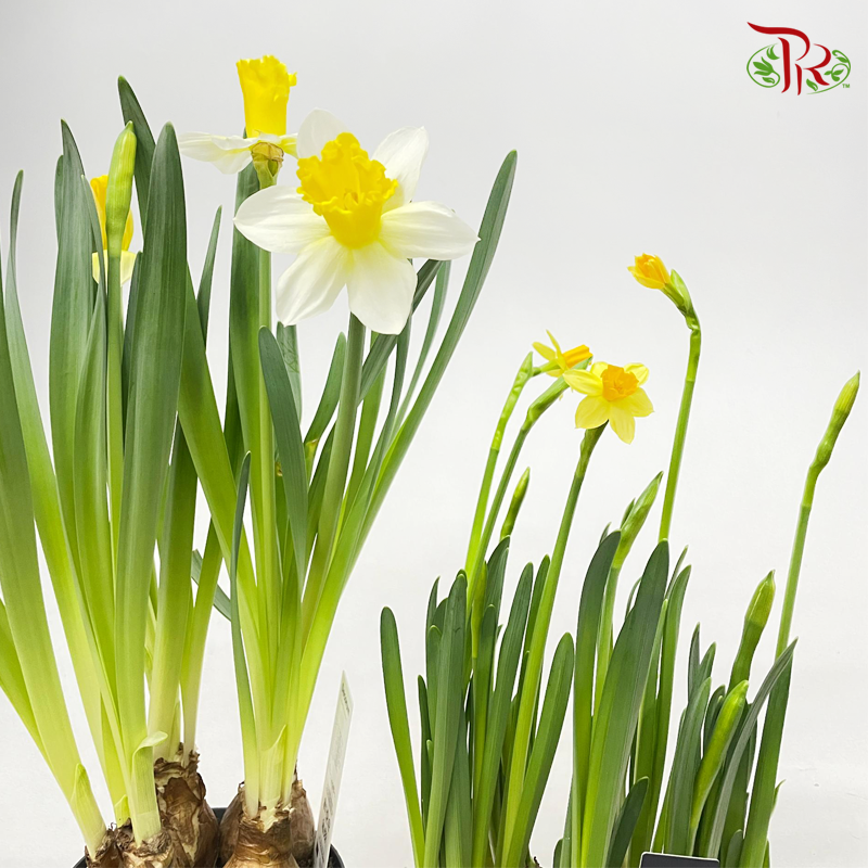 Narcissus 《水仙》13cm Pot Diameter-Pudu Ria Florist-prflorist.com.my