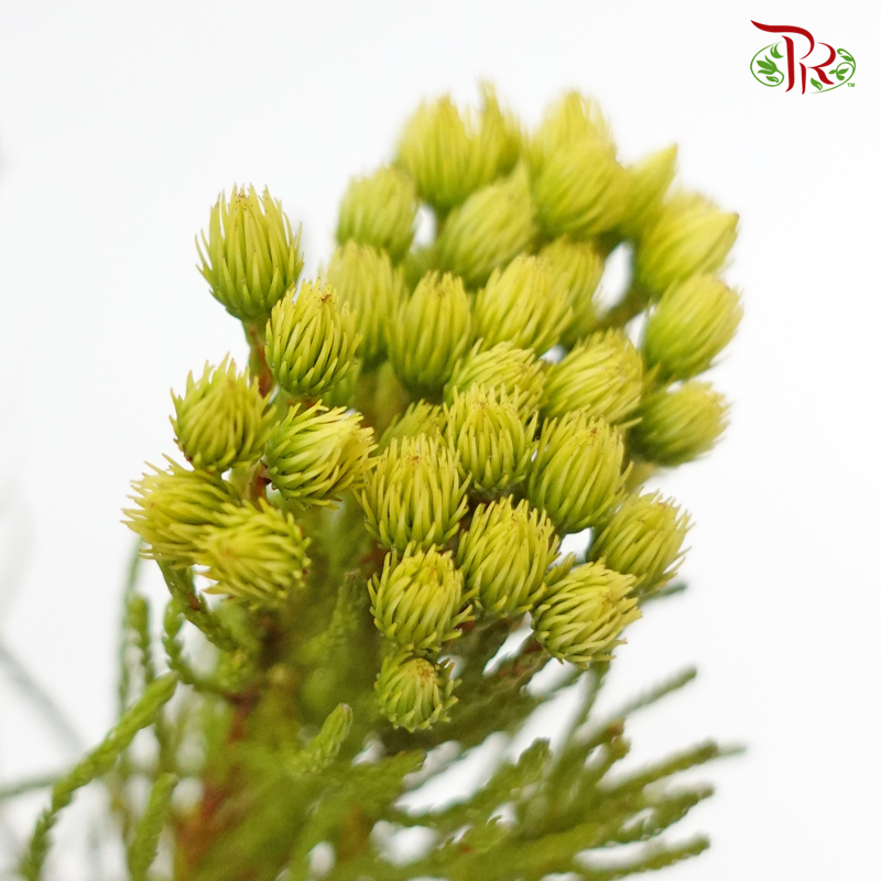 Nebelia Palaceaea - (Per Bunch)-Green-Africa-prflorist.com.my