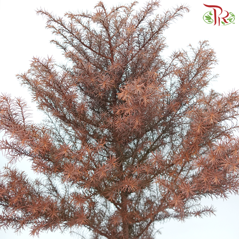 Needle Juniper (Per Bunch)-China-prflorist.com.my